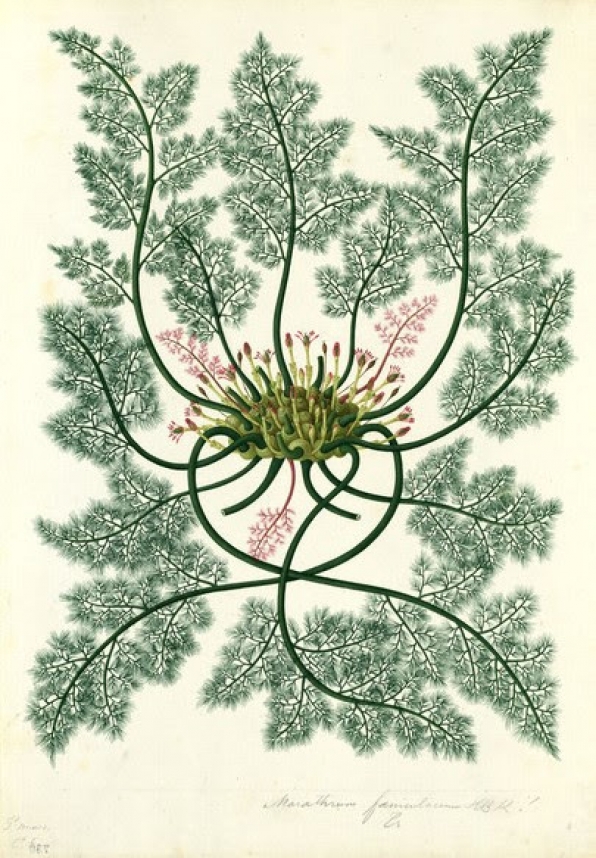 La Flora de Bogotá: The Art and Science of Botany ca. 1800