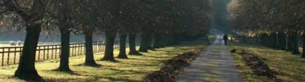 CFP - VIII Congresso de Estudos Rurais &amp; VIII Encontro RuralRePort