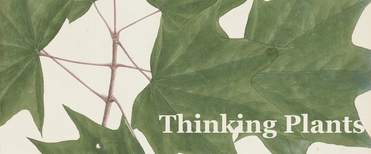 Thinking Plants - A Virtual Exhibition