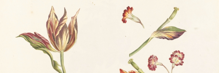 The Philosophical Life of Plants