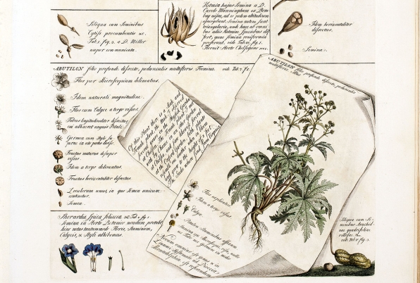 Dumbarton Oaks - 2022 Plant Humanities Conference